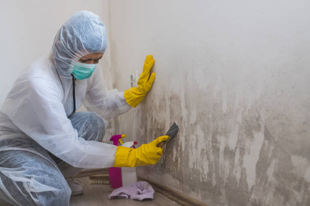 Best Crawl Space Mold Remediation in Epworth, IA