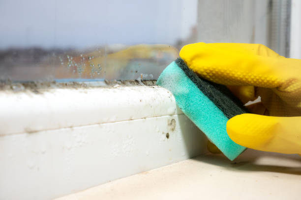 Professional Mold Remediation in Epworth, IA